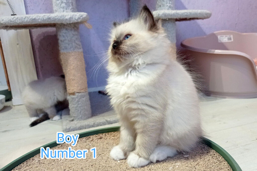 Ragdoll Kitten, Ready for a new home
