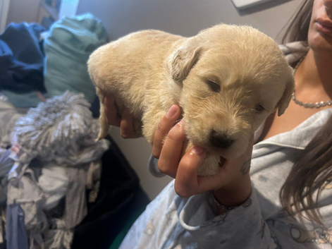 Labradoodle puppies for sale