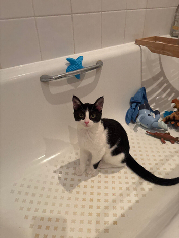 Female kitten