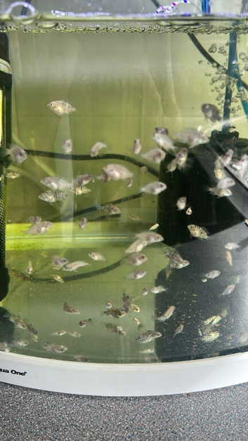 Marble convict cichlid baby&rsquo;s