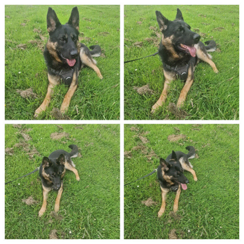 Male Shepherd