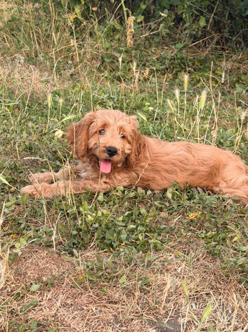 Last female cockapoo puppy