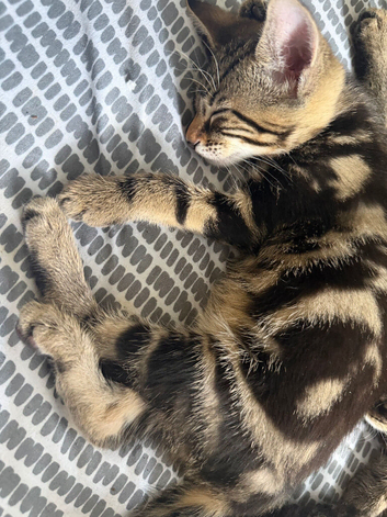 Beautiful Bengal cross kittens