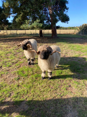 Registered Swiss valais ram