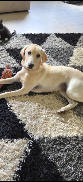 8 month old Labrador female