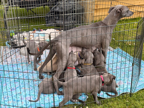 Whippet puppy’s