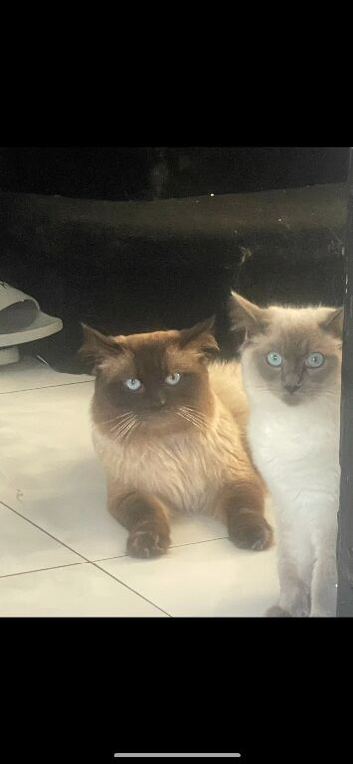 Breeding pair of ragdolls
