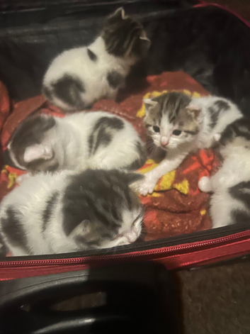 6 kittens