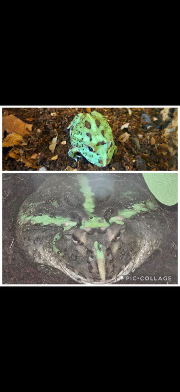 Pacman frog and set up
