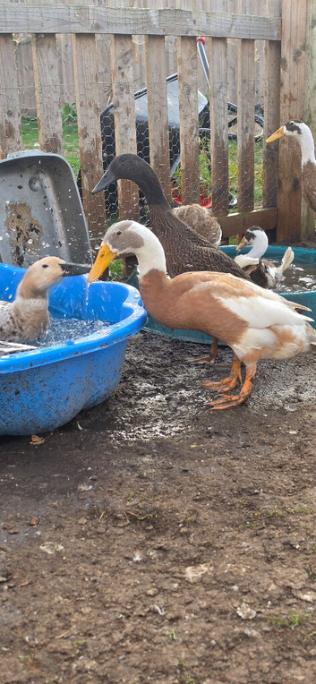Indian runner ducks Free