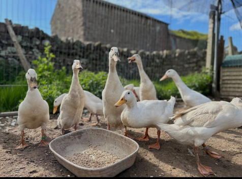 Pairs of white runner ducks