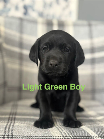 Stunning Working Line Labrador Puppies