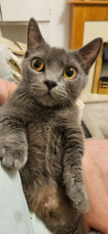 BSH munchkin