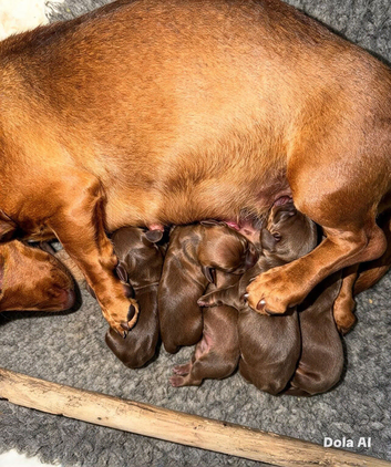 Miniature Dachshund puppies