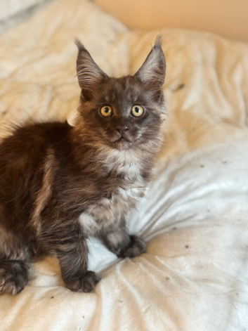For sale Maine coon kittens