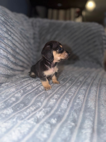 10 WEEK OLD MINIATURE DACHSHUND