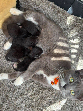 6 mixed breed kittens