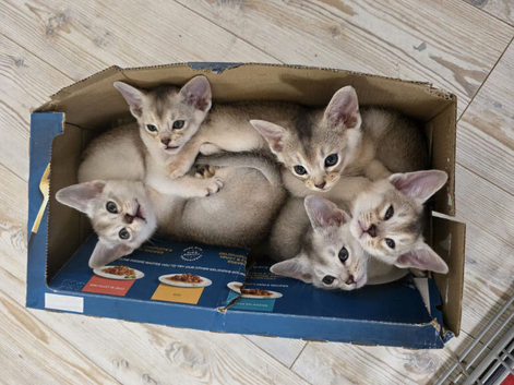 Registered Abyssinian Kittens