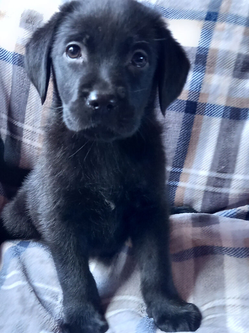 Adorable Black Labrador puppies ready soon.