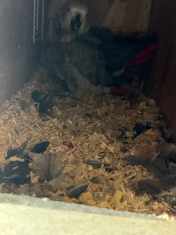 Breeding pair of greys