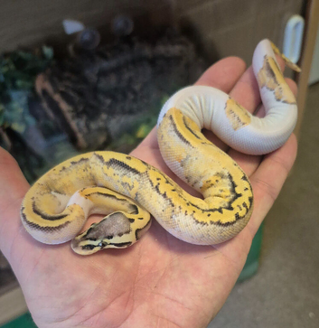 CB26 Female/male  Fire Pastel Pied baby Royal Pythons