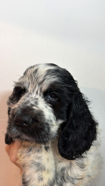 Blue roan male  spaniel ready in 2 weeks
