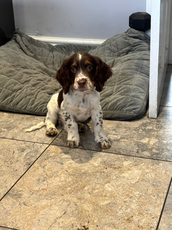 Cocker spaniel puppies