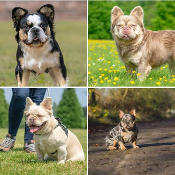 4 Beautiful Studs Available