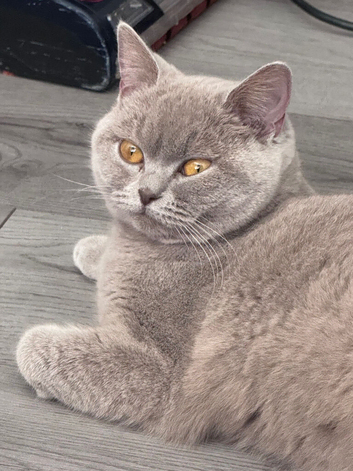 BSH female for sale