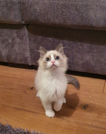 Beautiful GCCF Registered Ragdoll Kitten.