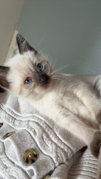 Kittens