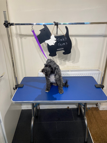 Tinky Trims, dog grooming in a home environment