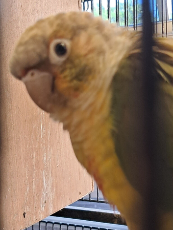Proven Pair of Conures
