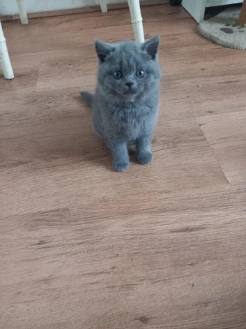 Stunning British Shorthair Kitten