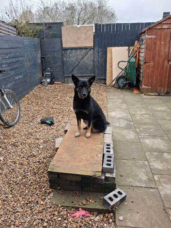 1 year old