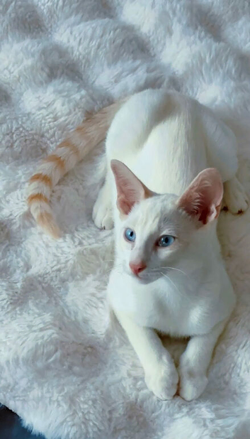 Boy – Super Affectionate & Loving
