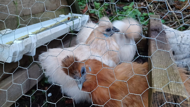 Silkie hatching eggs x 6