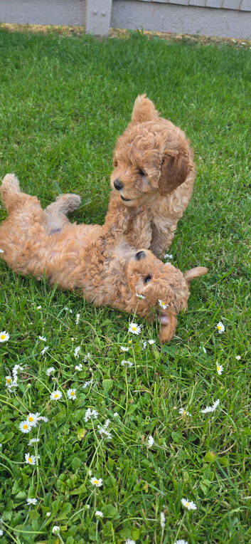 Beautiful 2 Toy Poodles