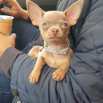 Xxxs Lilac Merle Chihuahua puppies