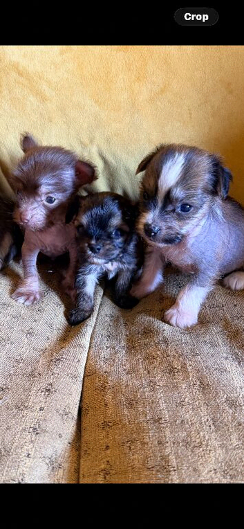 Chinese crested x chihuahua puppies