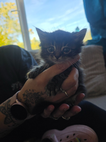Mixed breed Norwegian forest and tabby