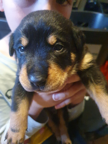 Rottweiler/ Sharpie puppies