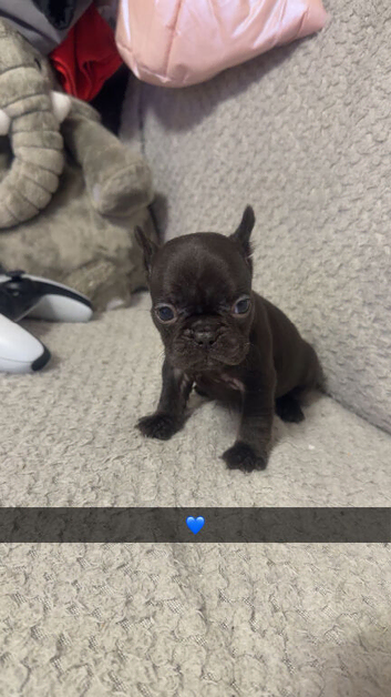 French bulldog to go to a loving home