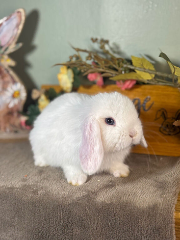 Gorgeous, friendly *vaccinated* mini lops