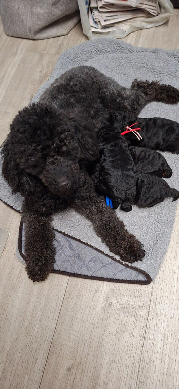 For Sale. Recently updated. Super small boy. 1 Small Boy Toy Poodle left absolutely gorgeous.