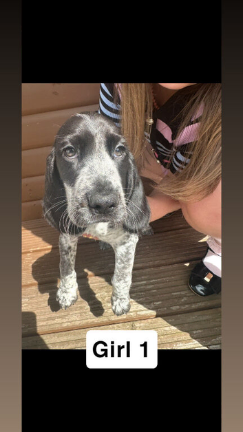 Beaglier puppies 3 LEFT