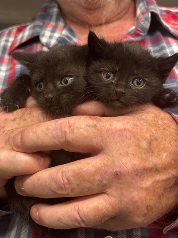 Kittens for sale