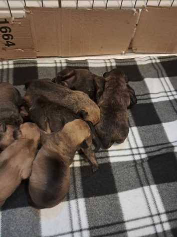 Toy poodle cross bull terrier