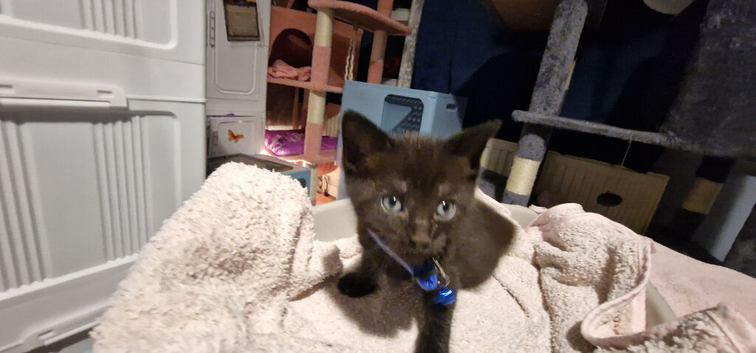 6 infants 8 weeks 1 female 18 wees needs new home asap.