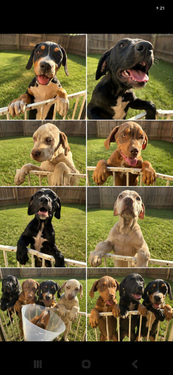 Beautiful 5-Month-Old Puppies Looking for Their Forever Homes